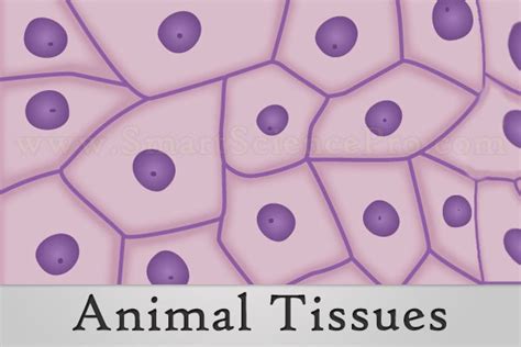 3 Main Animal Tissues With Structure and Functions