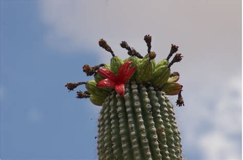 Saguaro Flower Power Project - Saguaro National Park (U.S. National Park Service)