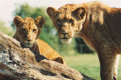 African Lion Safari with Toddlers - Hamilton Halton Brant