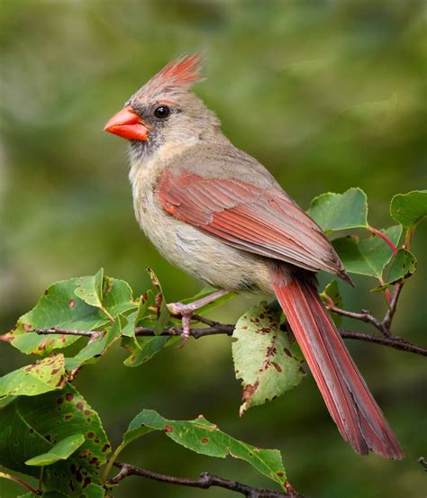 Beautiful female Northern Cardinal | Pet birds, Cardinal birds, Beautiful birds