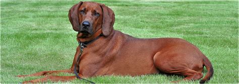 Redbone Coonhound - Puppies, Breeders, Pictures, Facts, Training | Animals Breeds