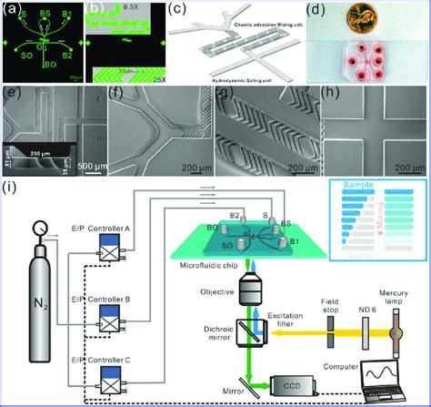 Schematic representations of the microchip design and experimental... | Download Scientific Diagram