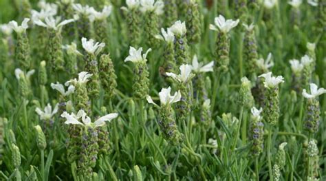 21 Drought Tolerant Lavender Varieties For Arid Desert Climates