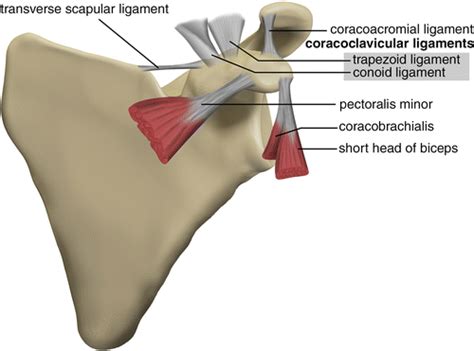 Coracoid Process Of Scapula