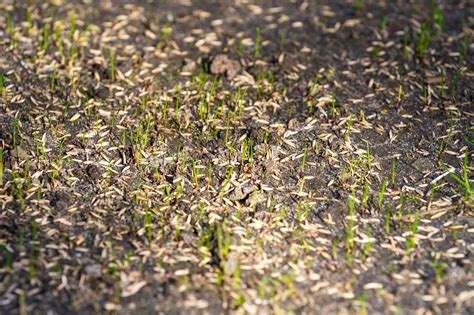 How Long Does It Take For Grass Seed To Grow?