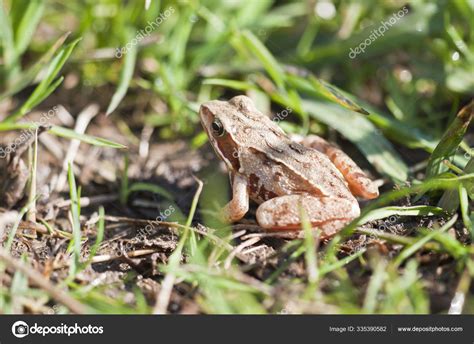 Frog Grass Stock Photo by ©PantherMediaSeller 335390582