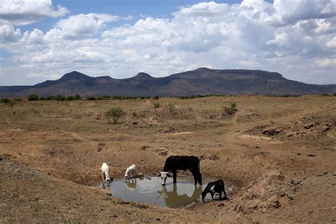 South Africa: Crops fail and people die from heatstroke as worst drought on record continues ...