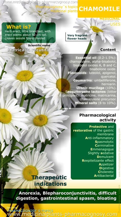 Chamomile benefits. Infographic. - Pharmacognosy - Medicinal Plants