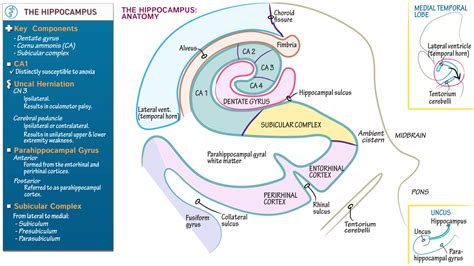 USMLE / COMLEX - Step 1: Hippocampal Anatomy | Draw It to Know It