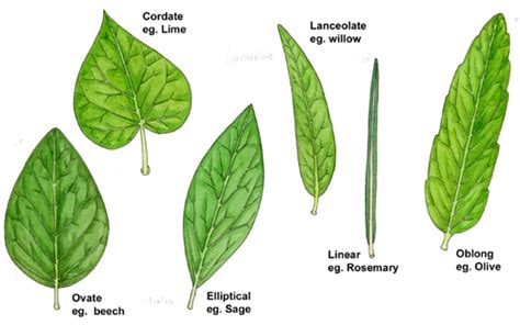 Botanical Illustration: Compound and Simple leaves - Lizzie Harper