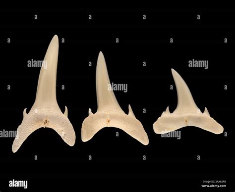 Nurse shark teeth hi-res stock photography and images - Alamy