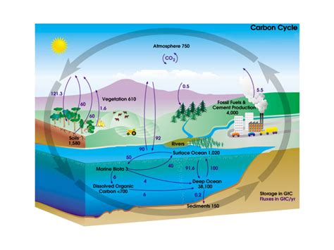 What Is the Carbon Cycle? Photosynthesis, Decomposition, Respiration and Combustion - Earth How