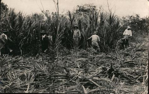 Harvesting Sugar Cane Farming Postcard