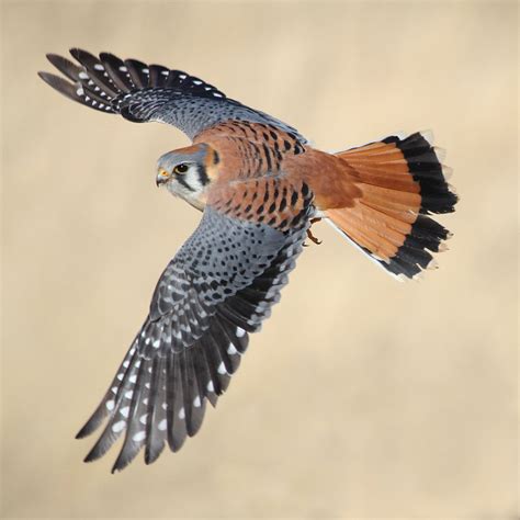 American Kestrel | Audubon Field Guide