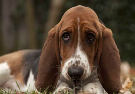 Basset Hound For Adoption Near Me | PETSIDI