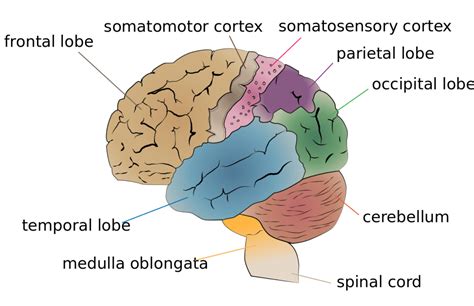 The Cerebrum | Facts, Definition, Anatomy & Function