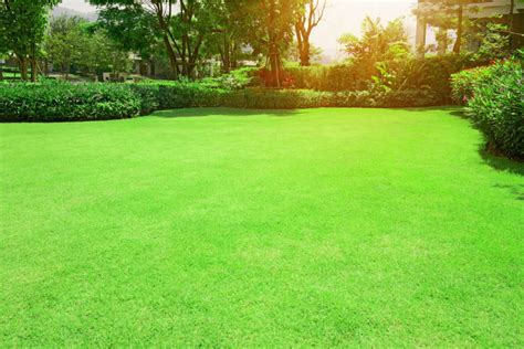 What Is Bermuda Grass and Why Is It Bad for Your Yard? | HappySprout