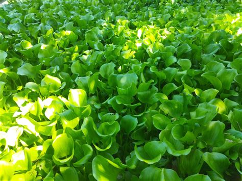 water hyacinth in a pond 25138844 Stock Photo at Vecteezy