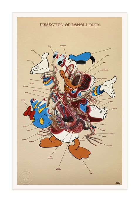 Dissection of Donald Duck - Anatomy Sheet | Anatomy Sheets | Prints | Rabbit Eye Movement Shop