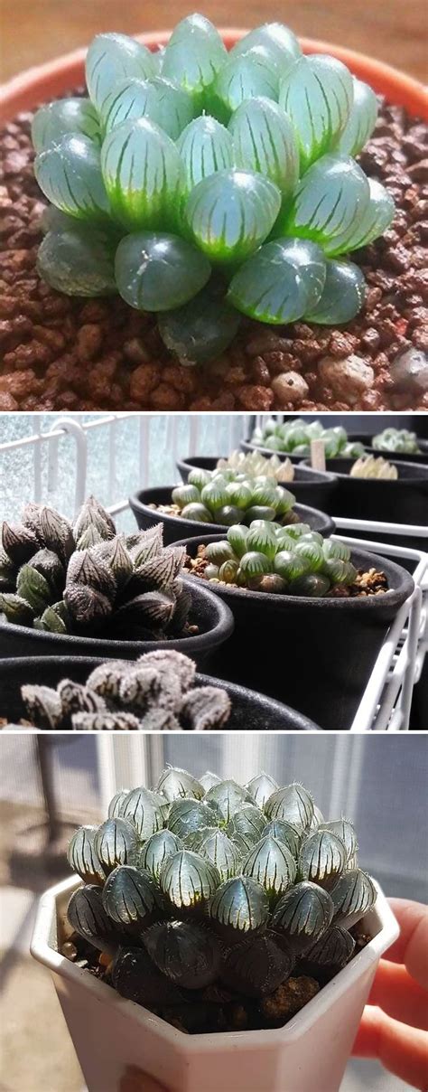 Unusual Succulents Plants | Lipstick Alley