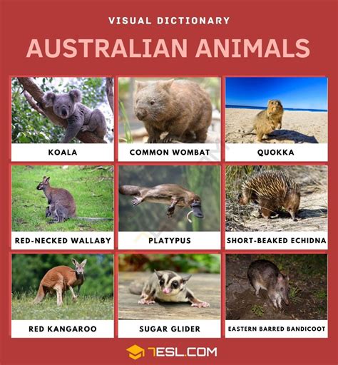 List of Australian Animals in English with Pictures • 7ESL