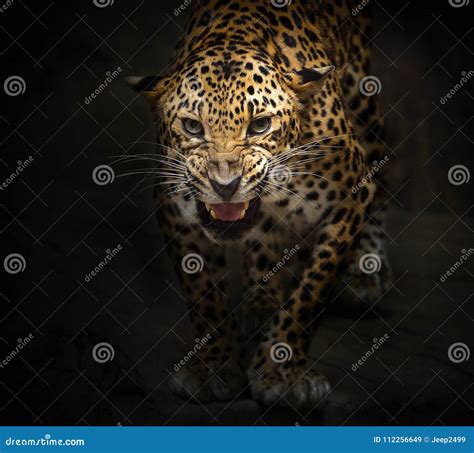 Leopard is roaring. stock image. Image of leopard, wildlife - 112256649