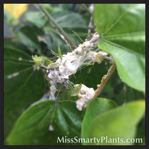 Mealybugs on hibiscus. Really gross. | Miss Smarty Plants