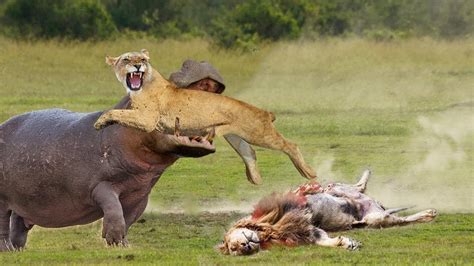 Lion Vs Hippo