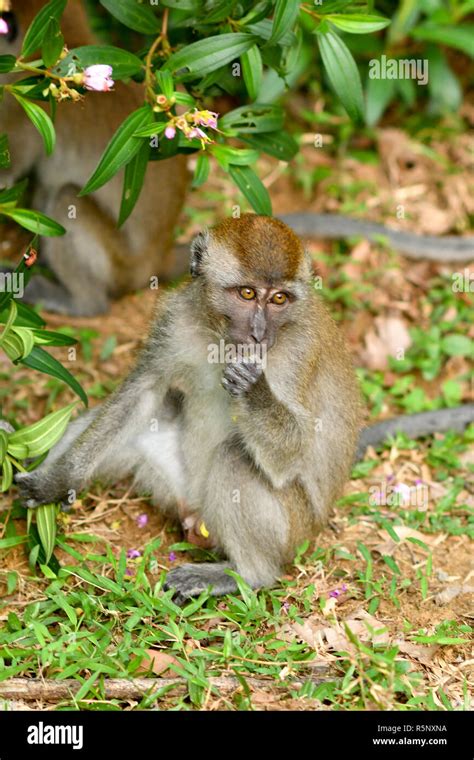 Funny Monkey eating Stock Photo - Alamy