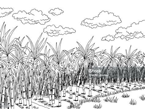 Sugar Cane Plantation Graphic Black White Landscape Sketch Illustration Vector Stock ...