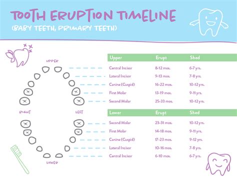 Tooth Eruption Chatham, Summit, Maplewood NJ | Baby Teeth | Child's Teeth Coming in