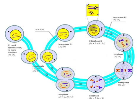 The Cell Cycle | Biology for Majors I