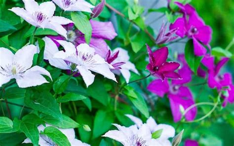 Shade garden: The best climbing plants for shady garden spots - David Domoney