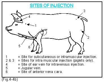 The primary sites of injection in pigs | The Pig Site