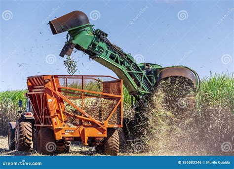 Machine Harvesting Sugar Cane Plantation Editorial Photo - Image of earth, agricultural: 186583246