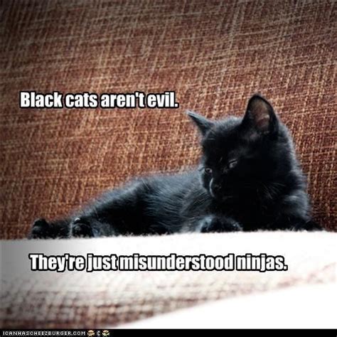 Funny Black Cat Memes - Quinn-has-Ortiz