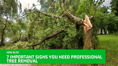 7 Important Signs You Need Professional Tree Removal