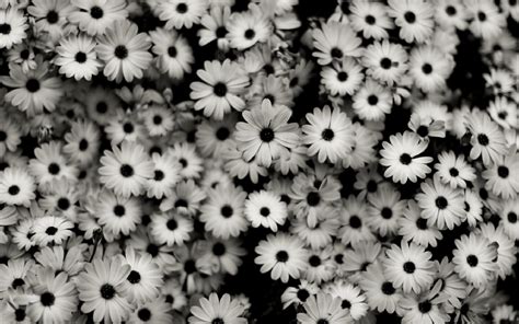 🔥 [30+] Black and White Floral Desktop Wallpapers | WallpaperSafari