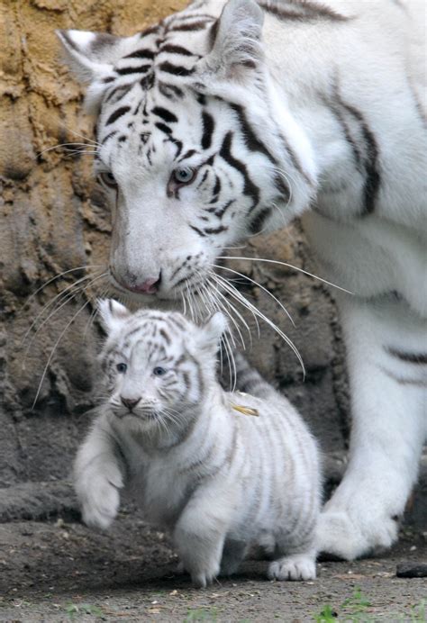 🔥 [80+] White Tiger Cubs Wallpapers | WallpaperSafari