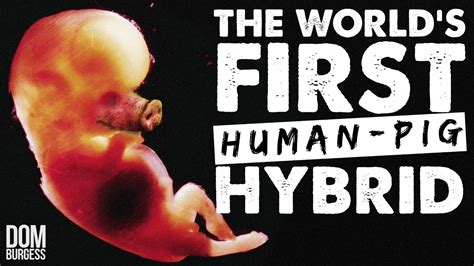 How Scientists Made the World's First Human-Pig Hybrid - Go IT