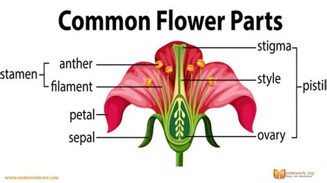 Flower | Parts of a flower, Flower structure, Diagram of a flower