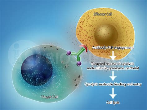 ADCC Assay