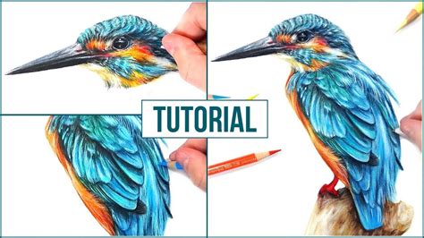 Drawing Using Colour Pencils - bestpencildrawing