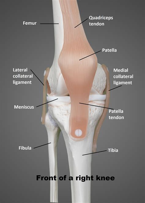 Knee Anatomy Ligaments - Anatomy Reading Source