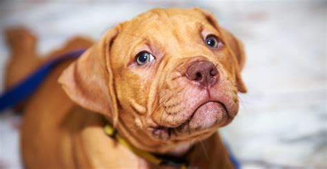 Red Nose Pitbull Dogs - 30 Things You Never Knew About Them!