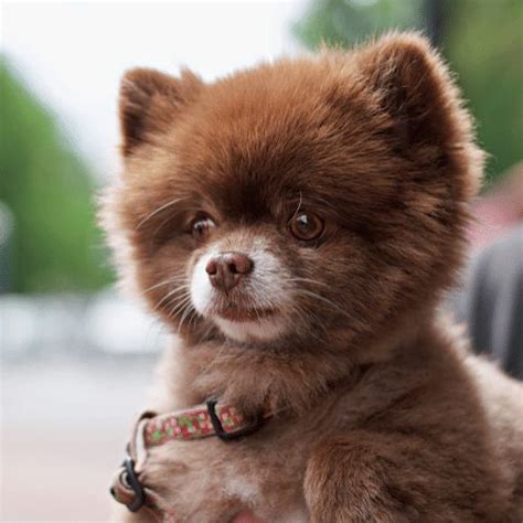 Teacup Pomeranian - Breed Profile & Information - SpiritDog Training