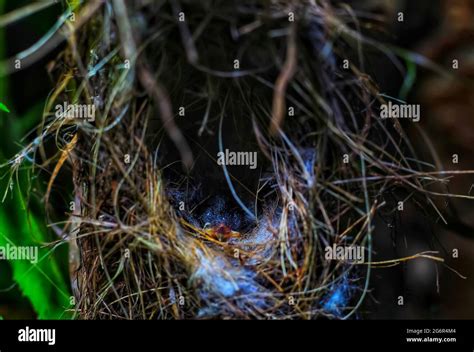 Red summer tanager birds nest on the tree in the forest with a newborn baby Stock Photo - Alamy