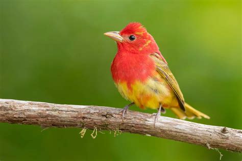 Summer Tanager Pictures - AZ Animals