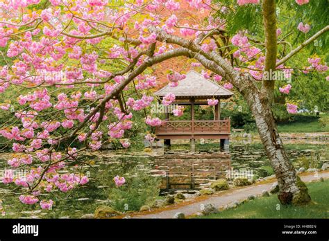 Japanese Garden, Hatley Park Gardens, Colwood, British Columbia, Canada Stock Photo - Alamy