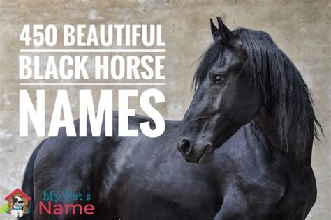 Black Horse Names: 450+ Beautiful Names For A Black Horse | My Pet's Name